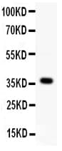 WNT4 Antibody (aa232-249)