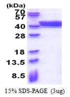 Human PLEKHF2 Protein (Recombinant His)