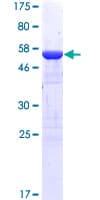 Human SCGN / Secretagogin Protein (Recombinant GST)