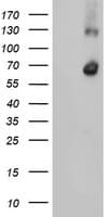 RBM46 Antibody (clone OTI1E7)
