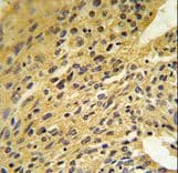 COQ5 Antibody (aa213-241)