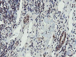 PROSC Antibody (clone OTI3G7)