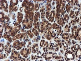 PSMA6 Antibody (clone OTI4C9, Carrier-free)