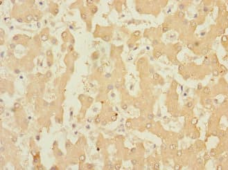 Polyclonal Rabbit anti-Human RAPGEF4 / EPAC2 Antibody (IHC)