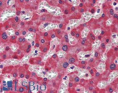 IHC-plus™ PD-L2 / PDCD1LG2 / CD273 Antibody