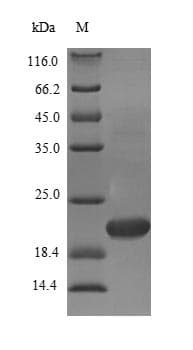 Mouse MAFK Protein (Recombinant 10His, N-terminus + Myc, C-terminus)