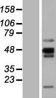 NKAPL Protein (Over-Expression Lysate Myc-DDK (Flag))