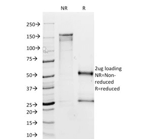 MTAP Antibody (clone MTAP/1813, Azide-free, BSA-free)