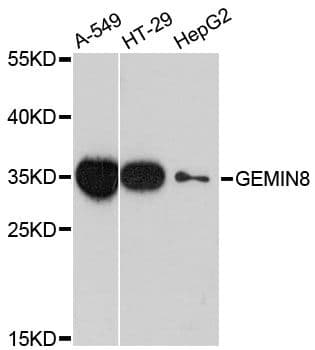 GEMIN8 Antibody