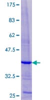 Human UTS2B / U2B Protein (Recombinant GST)