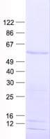 Human VEZF1 Protein (Recombinant His, N-Terminal)