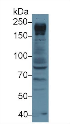 NUP205 Antibody (aa1735-2000, Biotin)