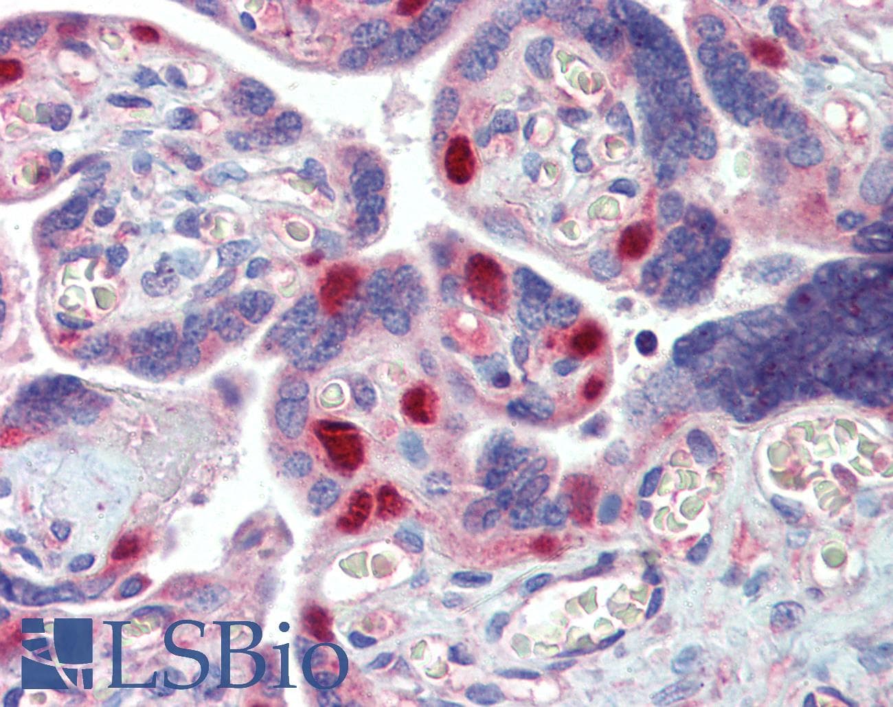 IHC-plus™ MCL1 / MCL 1 Antibody