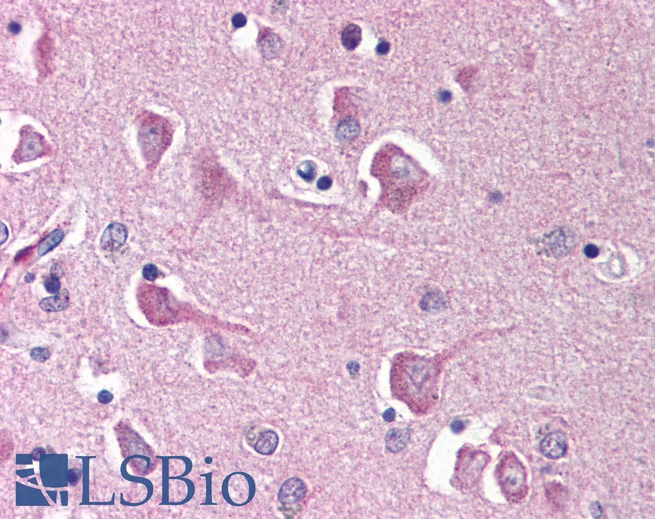 IHC-plus™ NPAS3 Antibody