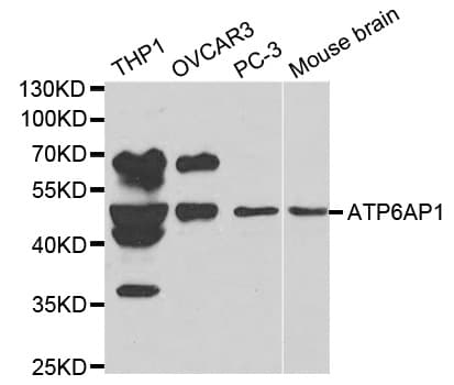 ATP6AP1 Antibody
