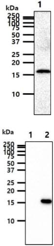 GMF Beta / GMFB Antibody (clone AT44D8)