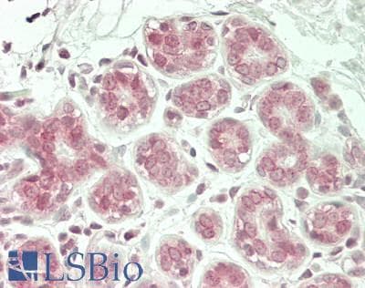 IHC-plus™ RANBP2 / TRP1 Antibody (aa2600-2650)