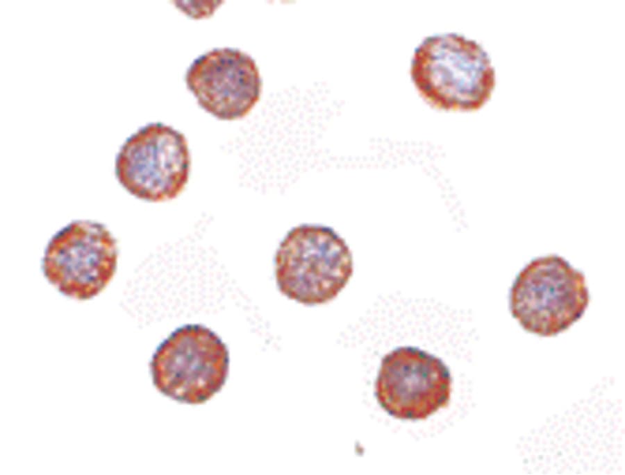 RNASEH2A Antibody