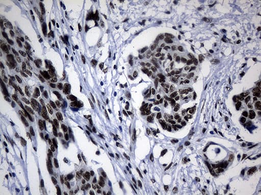 POLR2A / RNA polymerase II Antibody (aa1351-1614, clone OTI3C8, Carrier-free)
