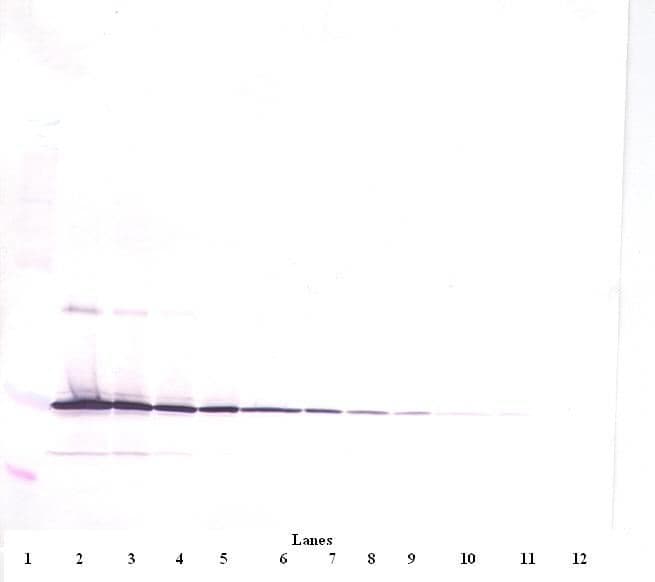 IL11 Antibody