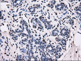 Monoclonal Mouse anti-Human ID3 Antibody (clone OTI12C7, IHC, IF, WB)
