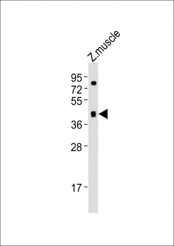 OPN1SW / Blue Opsin Antibody (aa15-47)