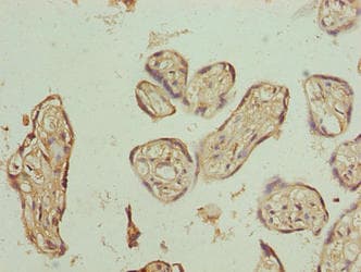 PLCXD1 Antibody