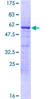 Human DRAP1 Protein (Recombinant GST)