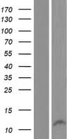 MORN2 Protein (Over-Expression Lysate Myc-DDK (Flag))
