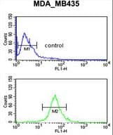 GABRD Antibody (aa331-358)