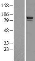 PTPDC1 Protein (Over-Expression Lysate Myc-DDK (Flag))
