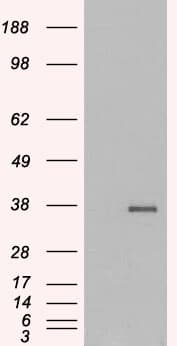 IHC-plus™ GDF15 Antibody (aa286-299)