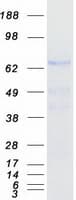 Human GALNT15 / GALNTL2 Protein (Recombinant Myc-DDK (Flag))