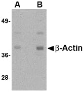 ACTB / Beta Actin Antibody