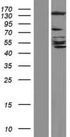 GRID2IP Protein (Over-Expression Lysate Myc-DDK (Flag))