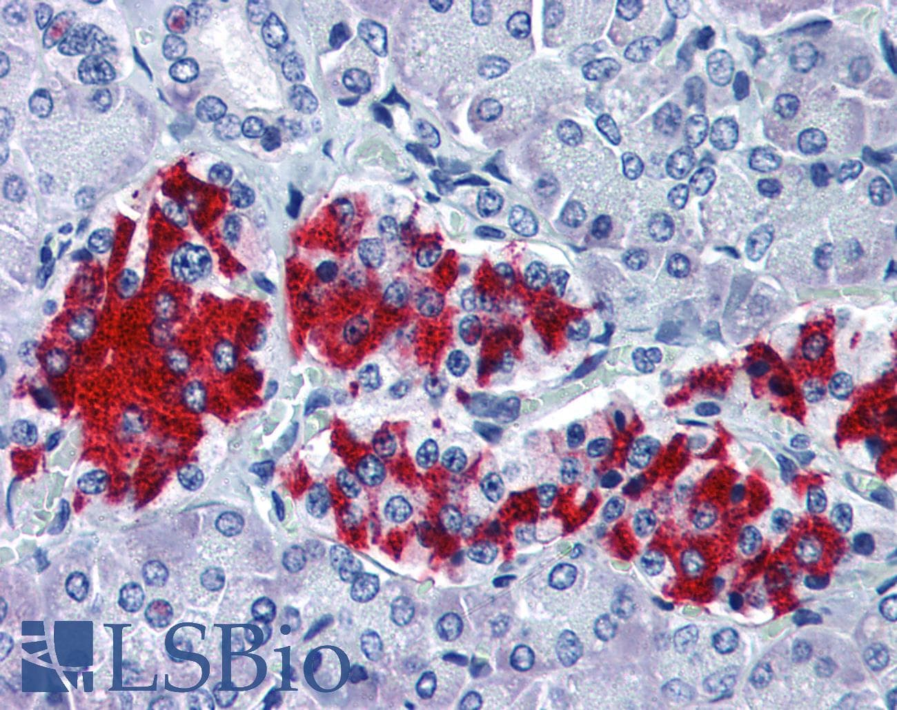 IHC-plus™ GNAI1 / Gi Antibody (clone R4.5)