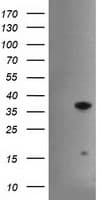 HES1 / HES-1 Antibody (clone OTI1B9)