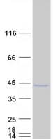 Human SOHLH1 Protein (Recombinant Myc-DDK (Flag))