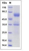 Mouse FLT3LG / Flt3 Ligand Protein (Recombinant Human IgG Fc, C-terminus)