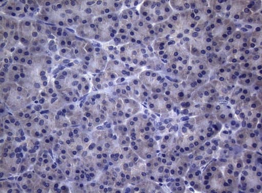 CEP55 Antibody (aa1-280, clone OTI10C4)