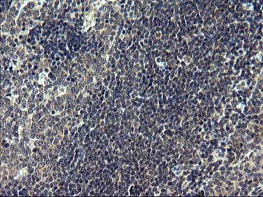 FNDC8 Antibody (clone OTI1F4, Carrier-free)