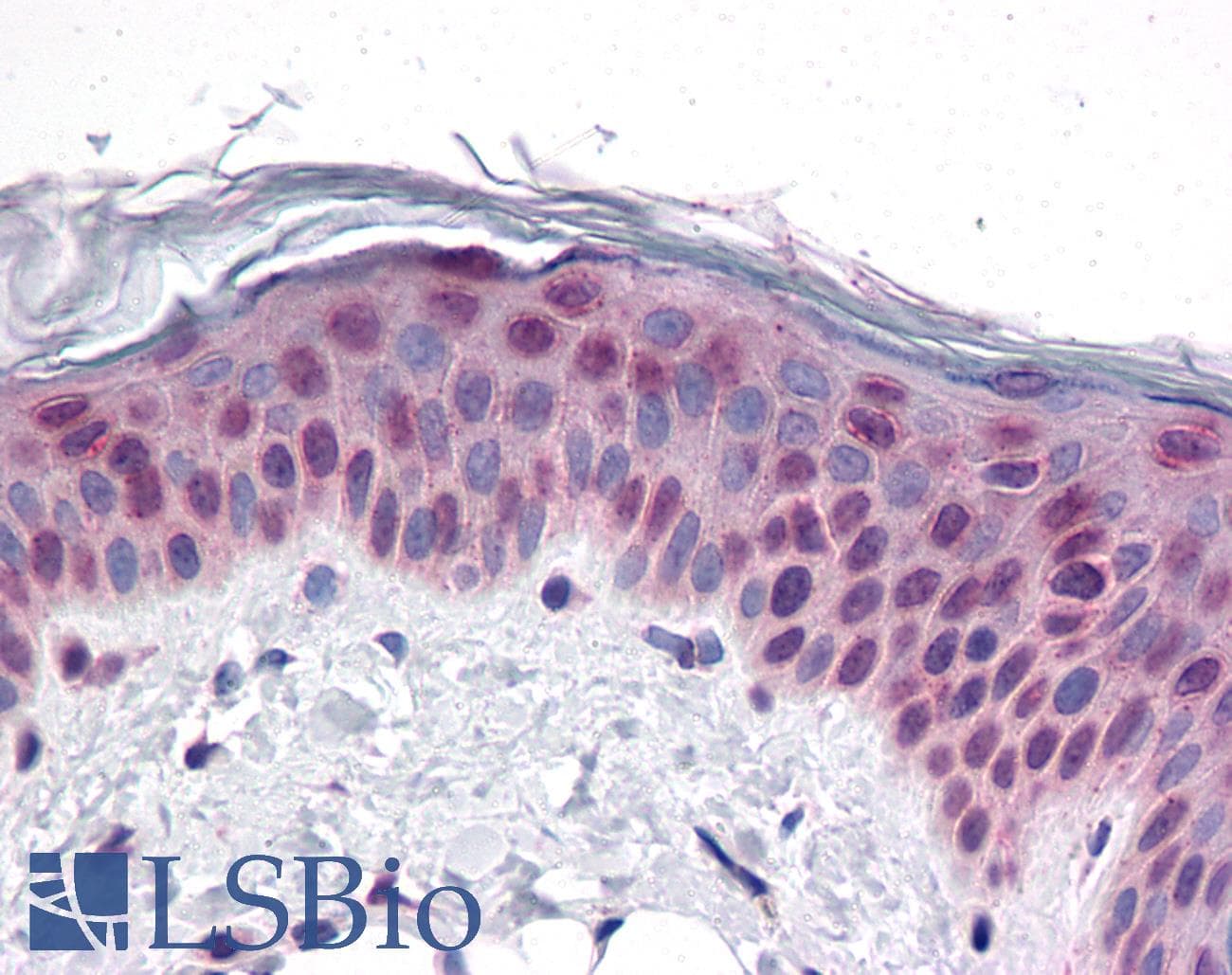 IHC-plus™ CCDC47 Antibody