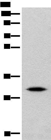 IMPA1 / IMP Antibody