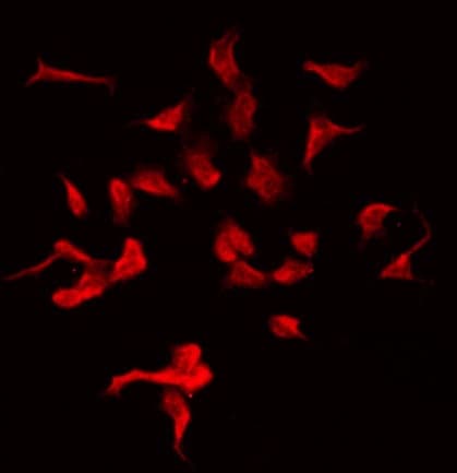 MOV10L1 Antibody