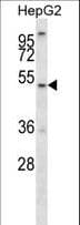 ALG11 Antibody (aa344-373)