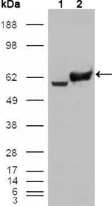 IHC-plus™ GPI Antibody (clone 1B7D7)