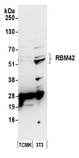 RBM42 Antibody (aa430-480)