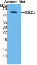 CORIN Antibody (aa134-573, Biotin)