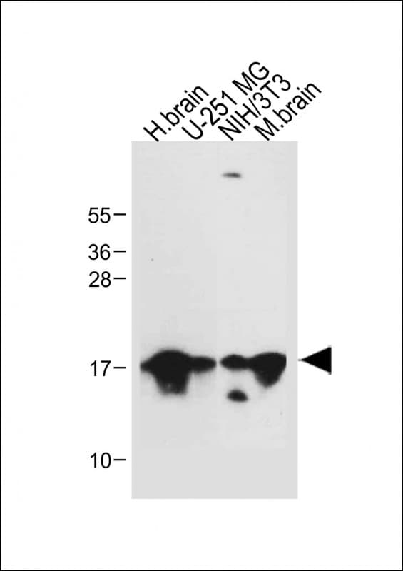MAP1LC3A / LC3A Antibody
