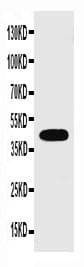 GJA1 / CX43 / Connexin 43 Antibody (aa351-367)